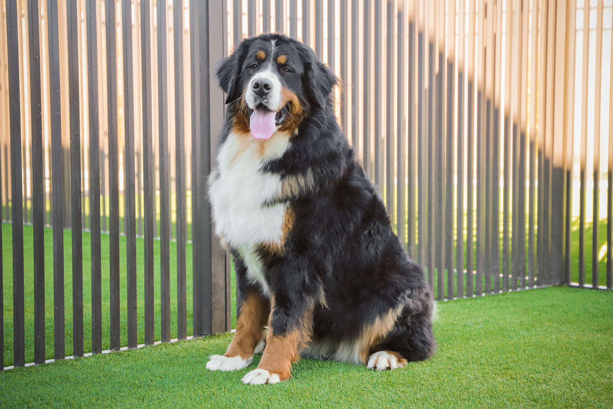 Hannah Recherche Kennels