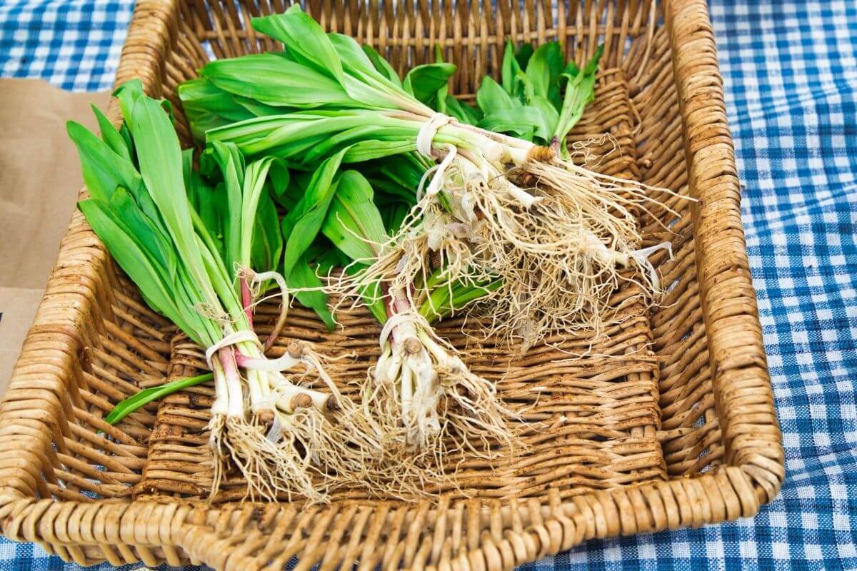 Can You Eat Ramps Raw at Maximo Mowry blog