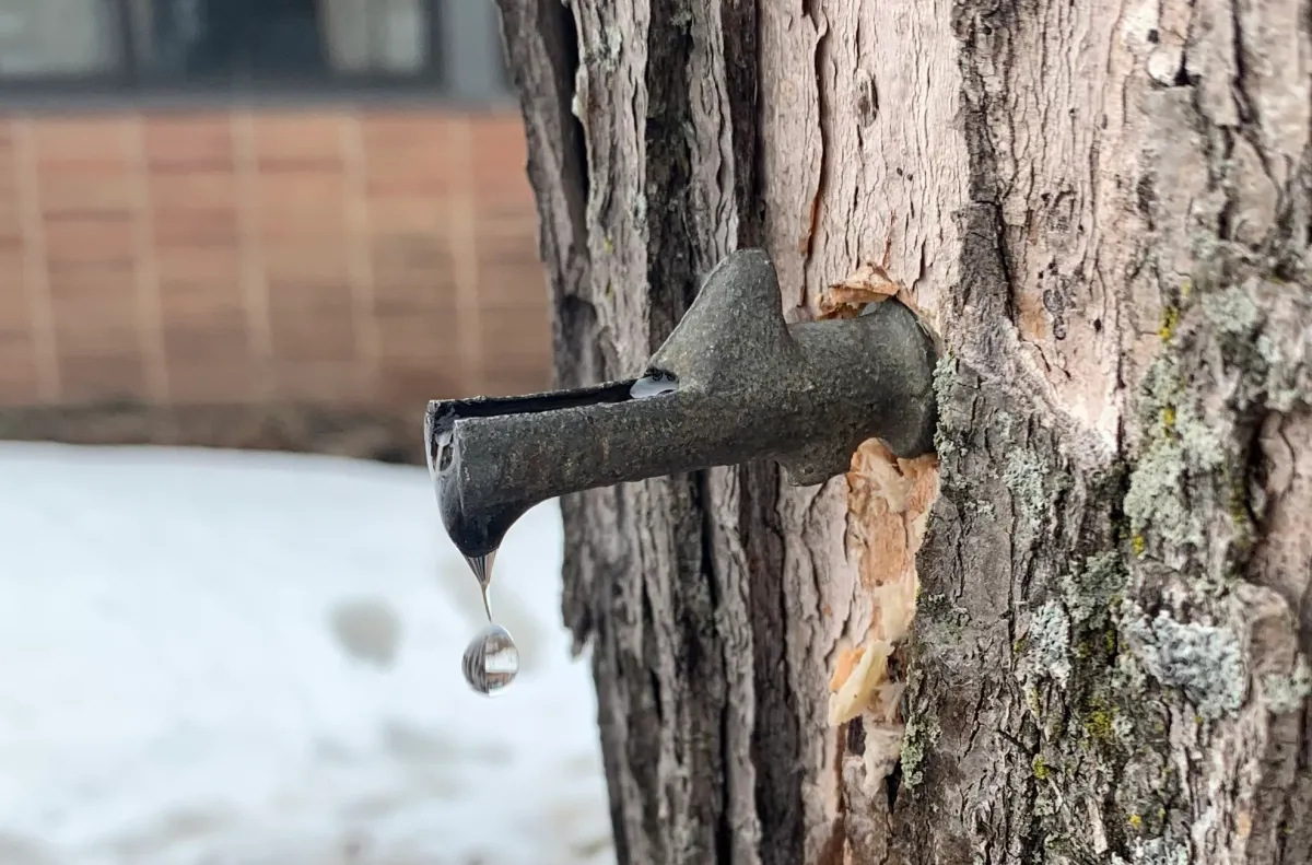 How To Boil Sap For Maple Syrup