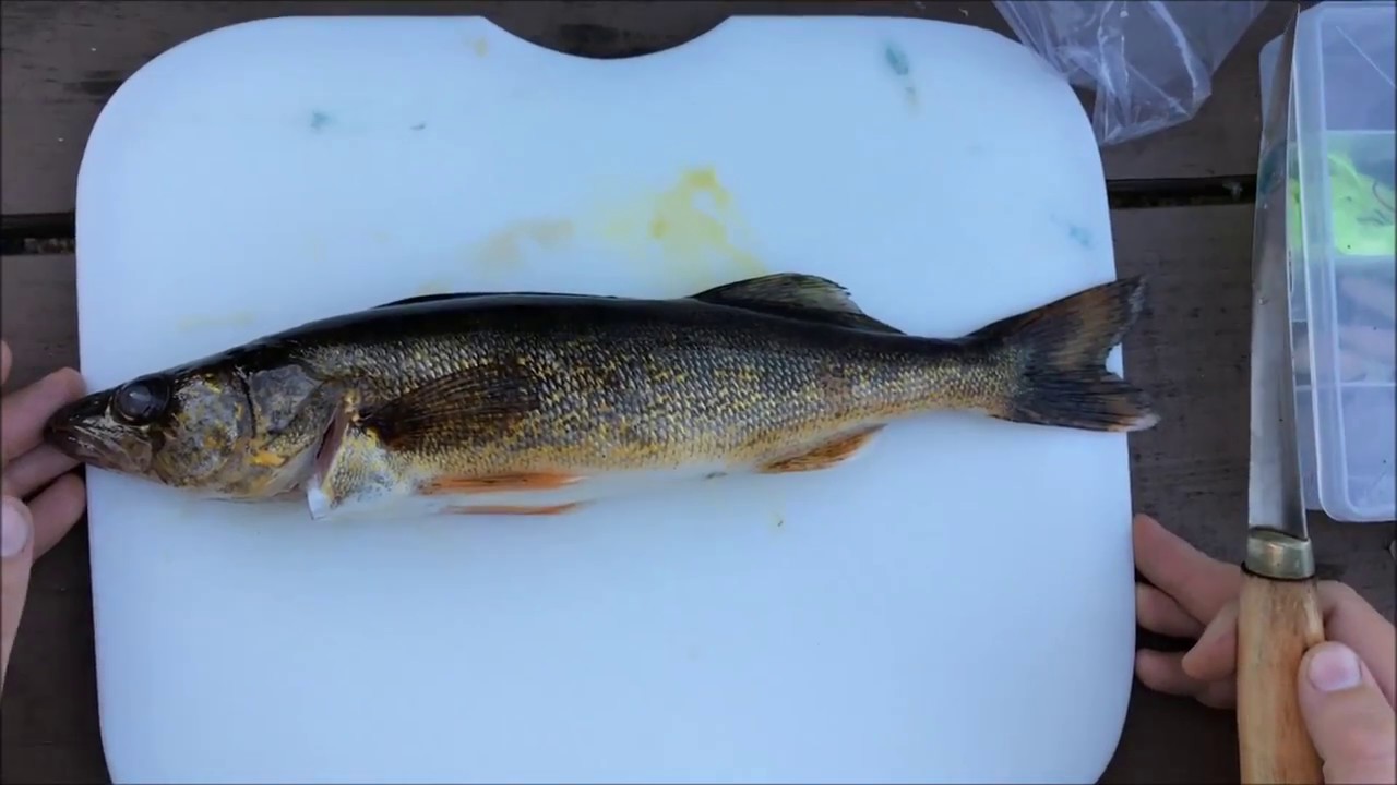 How To Fillet Walleye Cheeks