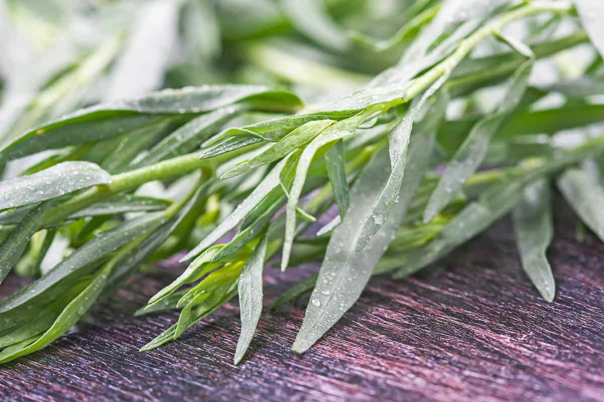 Best Substitutes for Dill Weed (Fresh, Dried, and Seed)