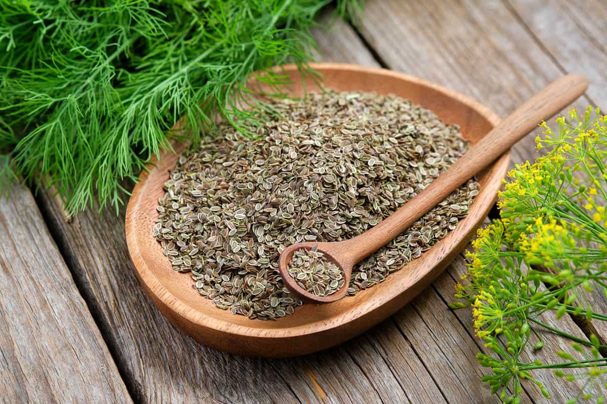 Best Substitutes for Dill Weed (Fresh, Dried, and Seed)
