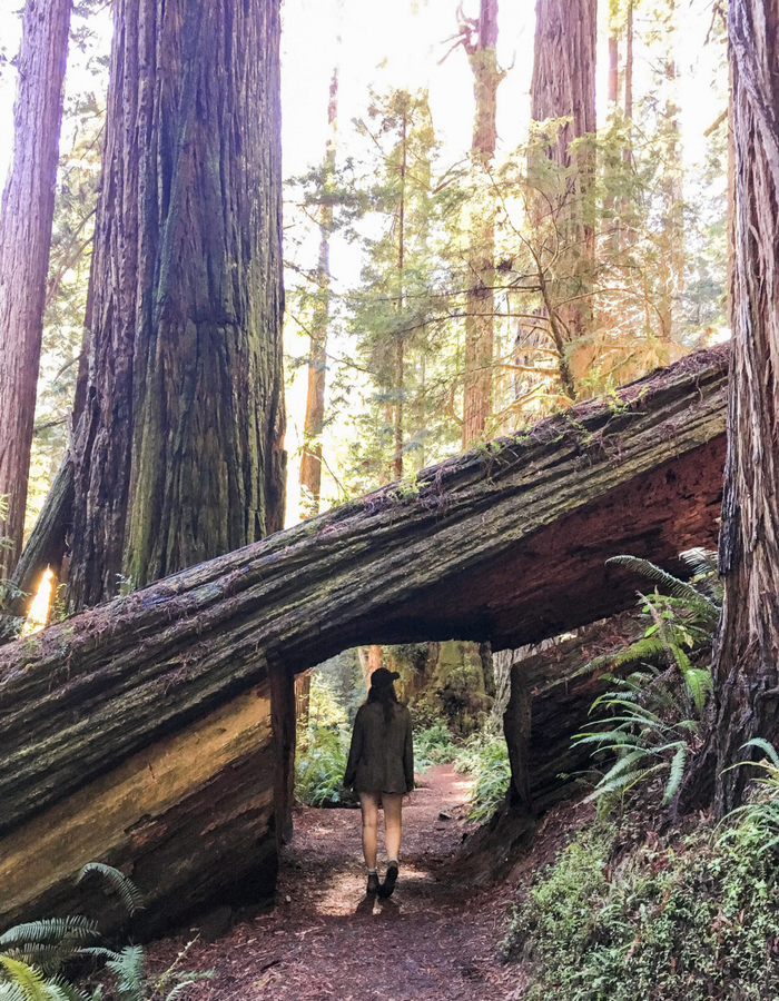 Redwoods National Park The Ultimate 2 Day Itinerary • Reckless Roaming