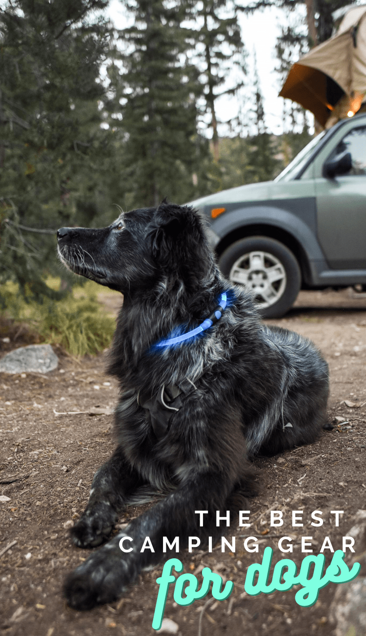 How To Camp With Your Dog What to Pack + Tips for an
