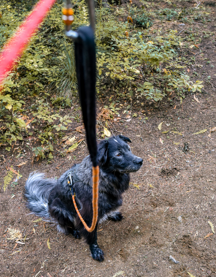 Full Gear Review Ruffwear KnotaHitch Dog Tether • Reckless Roaming
