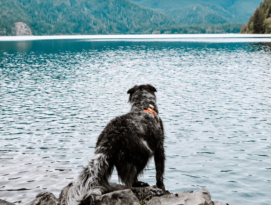 The Best Dog Friendly Trails in Olympic National Park • Reckless Roaming