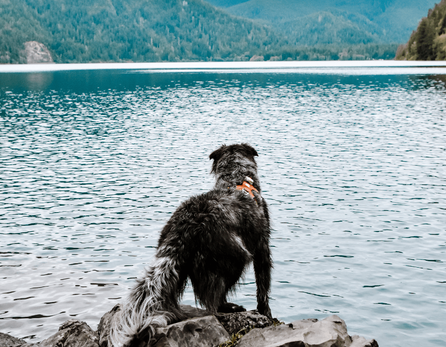 The Best Dog Friendly Trails in Olympic National Park • Reckless Roaming