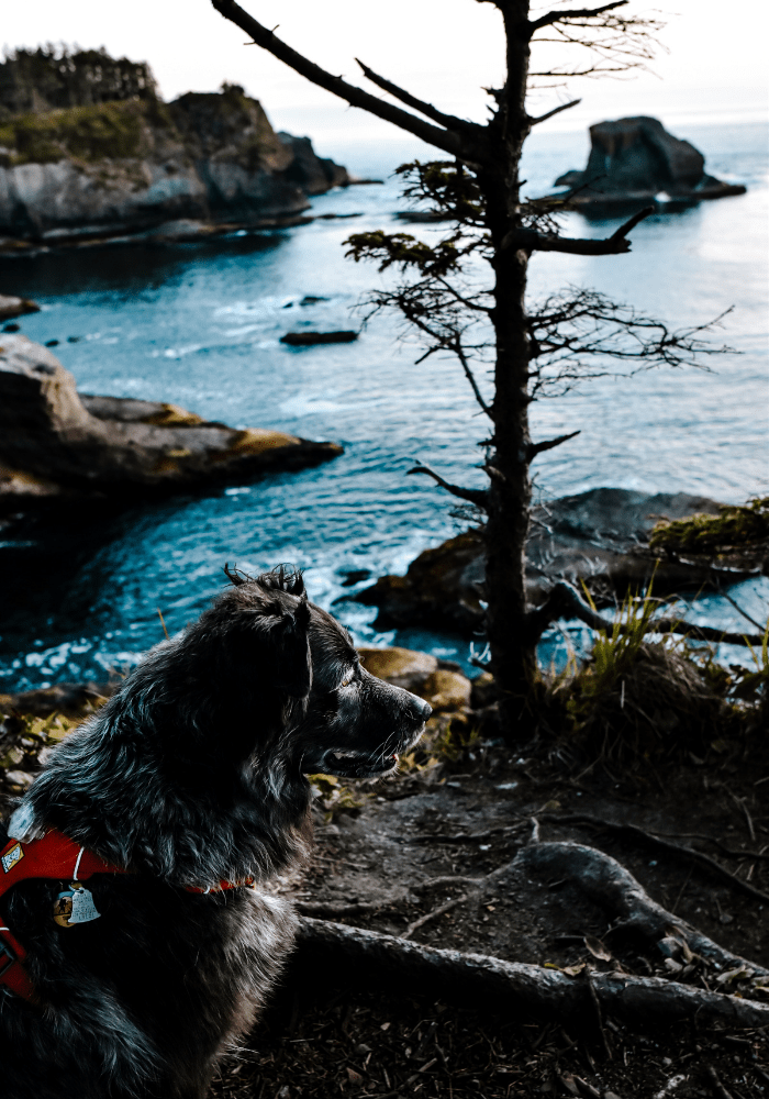 The Best Dog Friendly Trails in Olympic National Park • Reckless Roaming