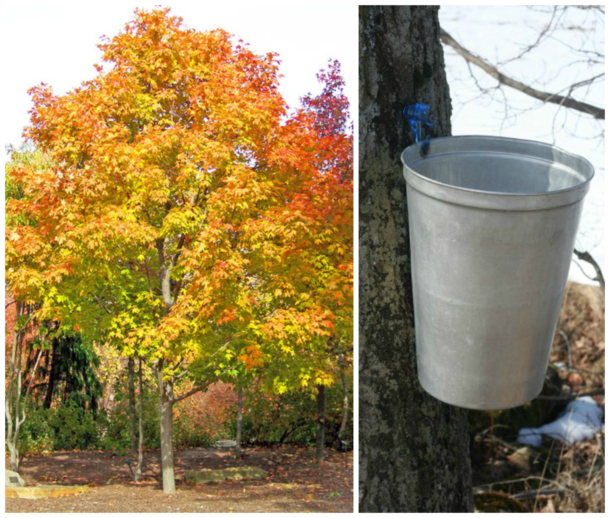 Is maple syrup healthy?