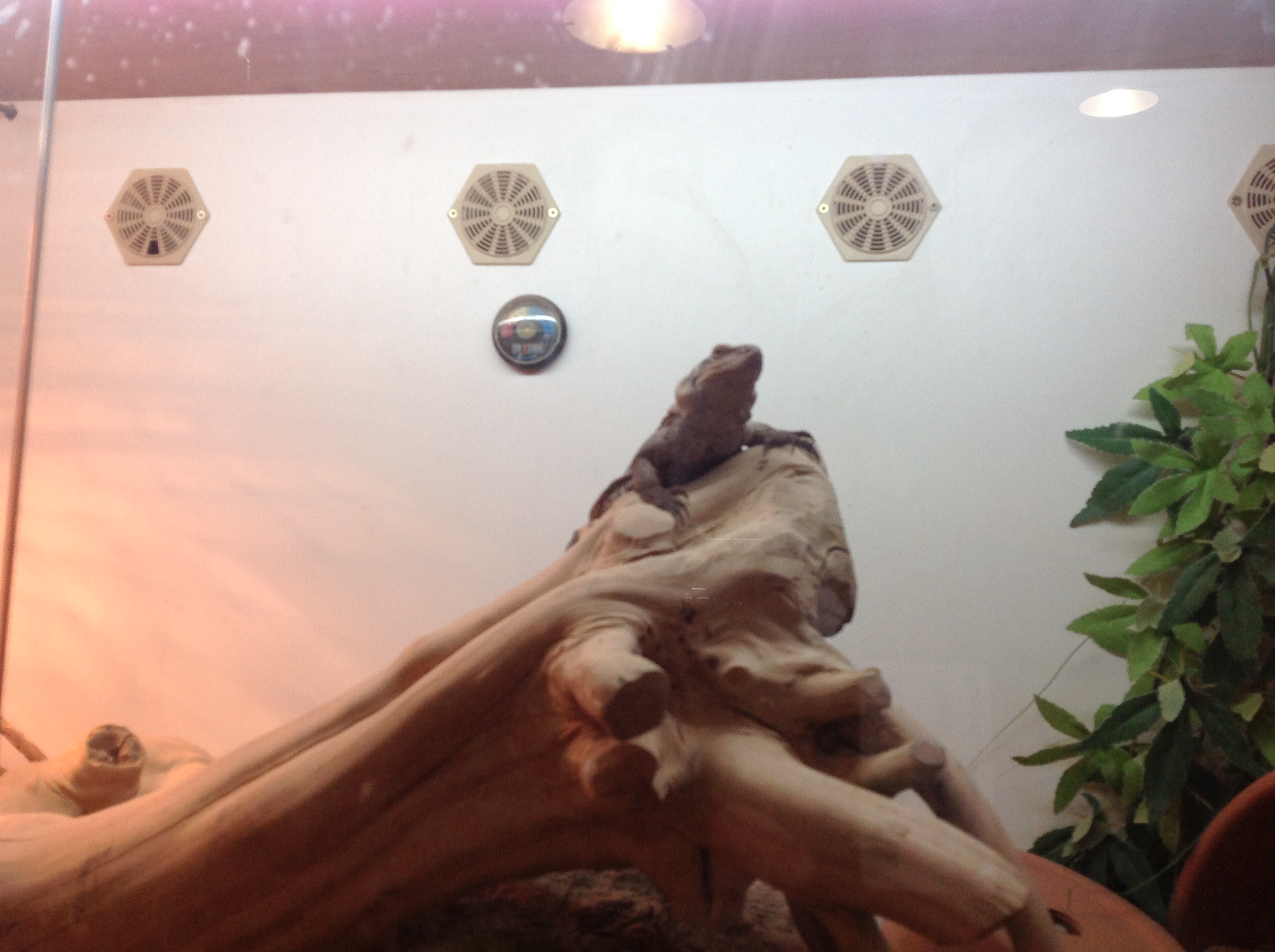 Hatton Farm Scales and Tails to Reception's Class Blog