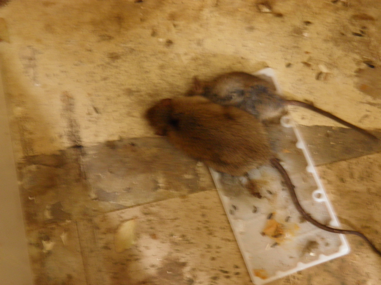 Portfolio Recon Pest Control