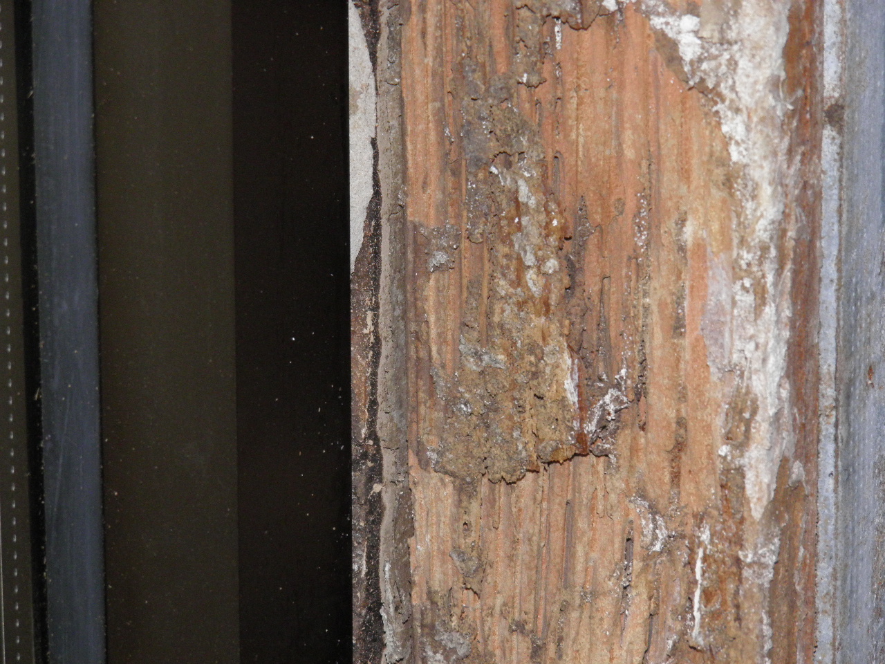 Portfolio Recon Pest Control