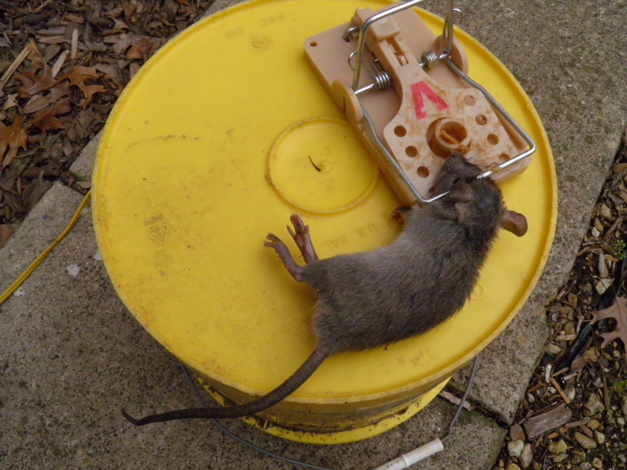 Portfolio Recon Pest Control