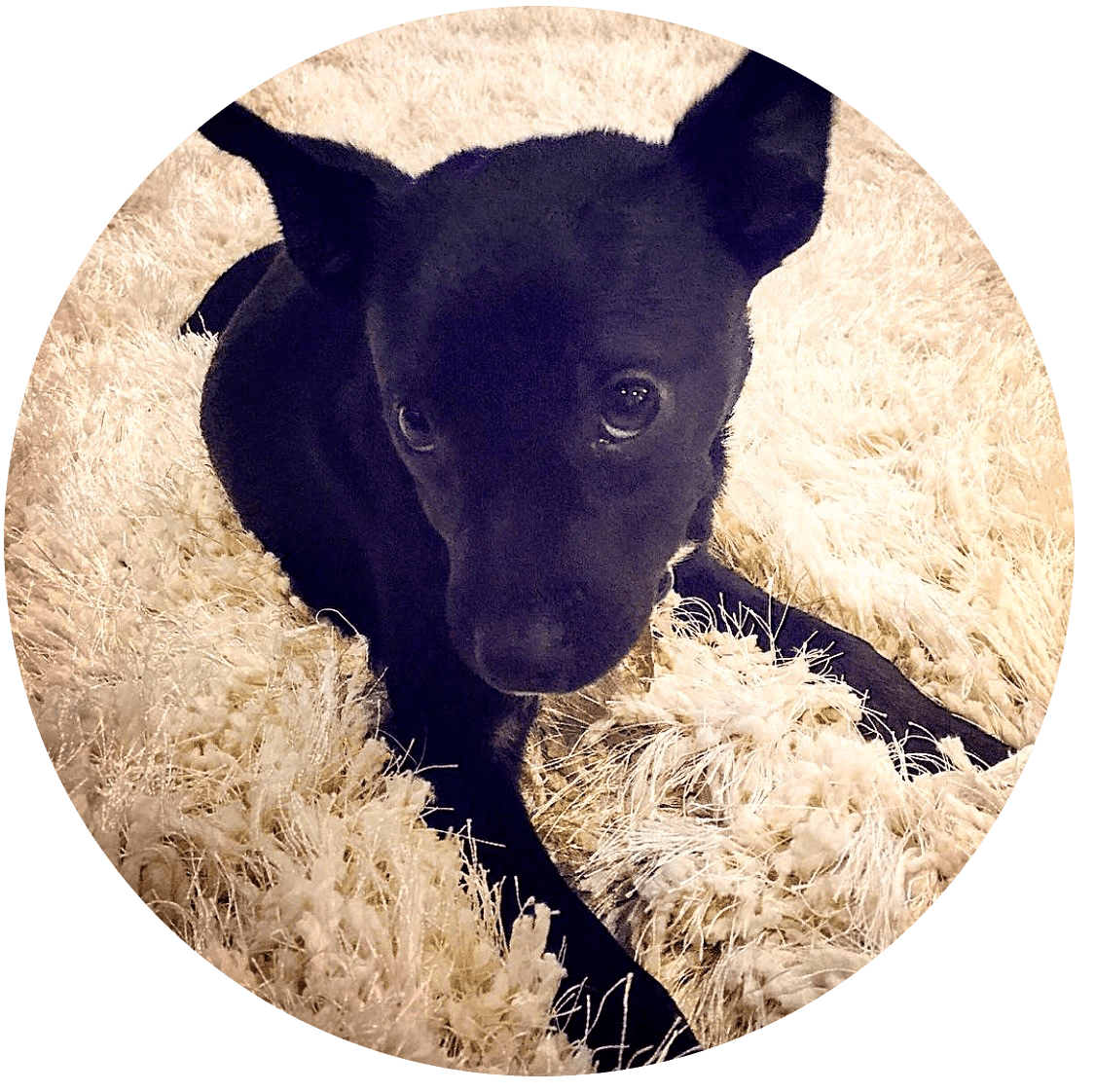 About Recon Pest Control Recon Pest Control