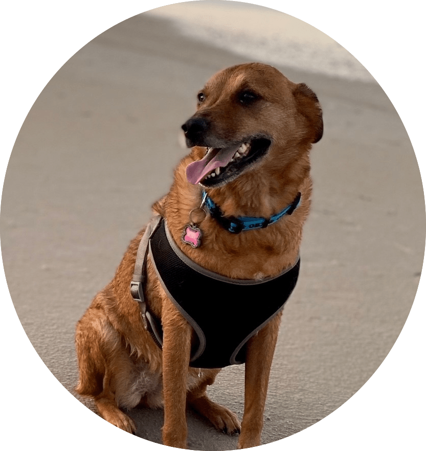 About Recon Pest Control Recon Pest Control