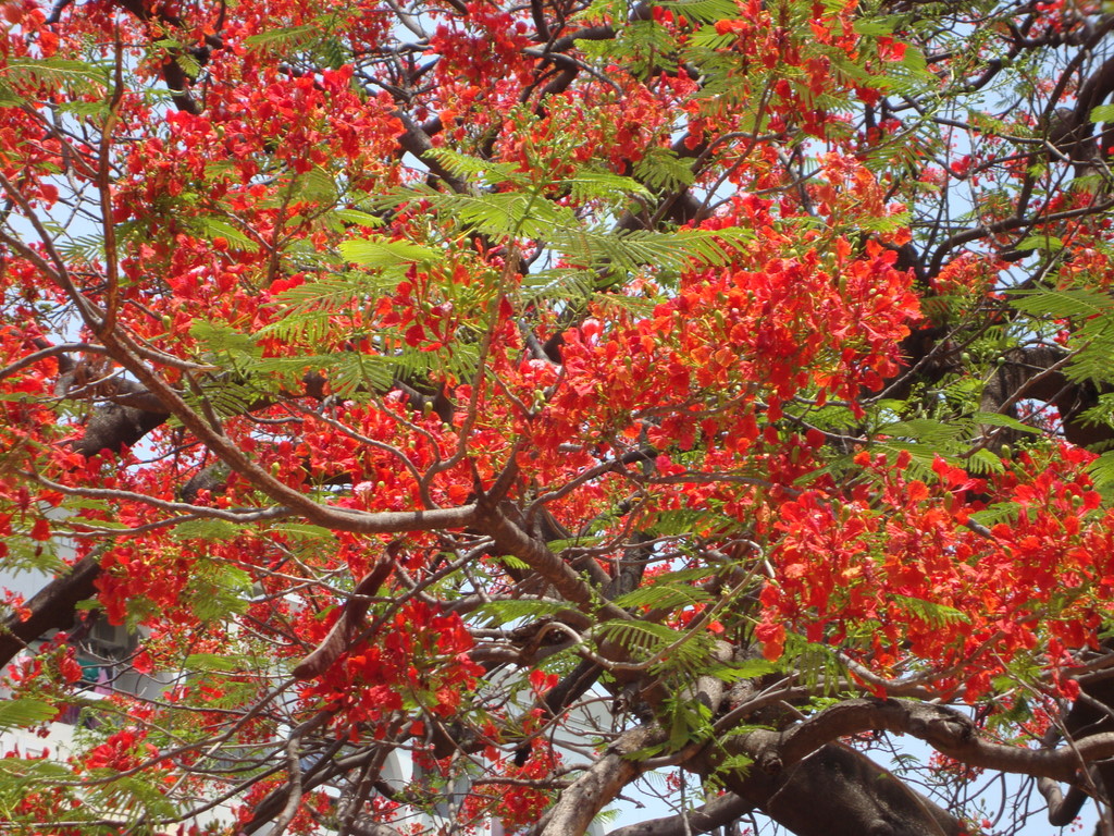 orange Naturally Beautiful...