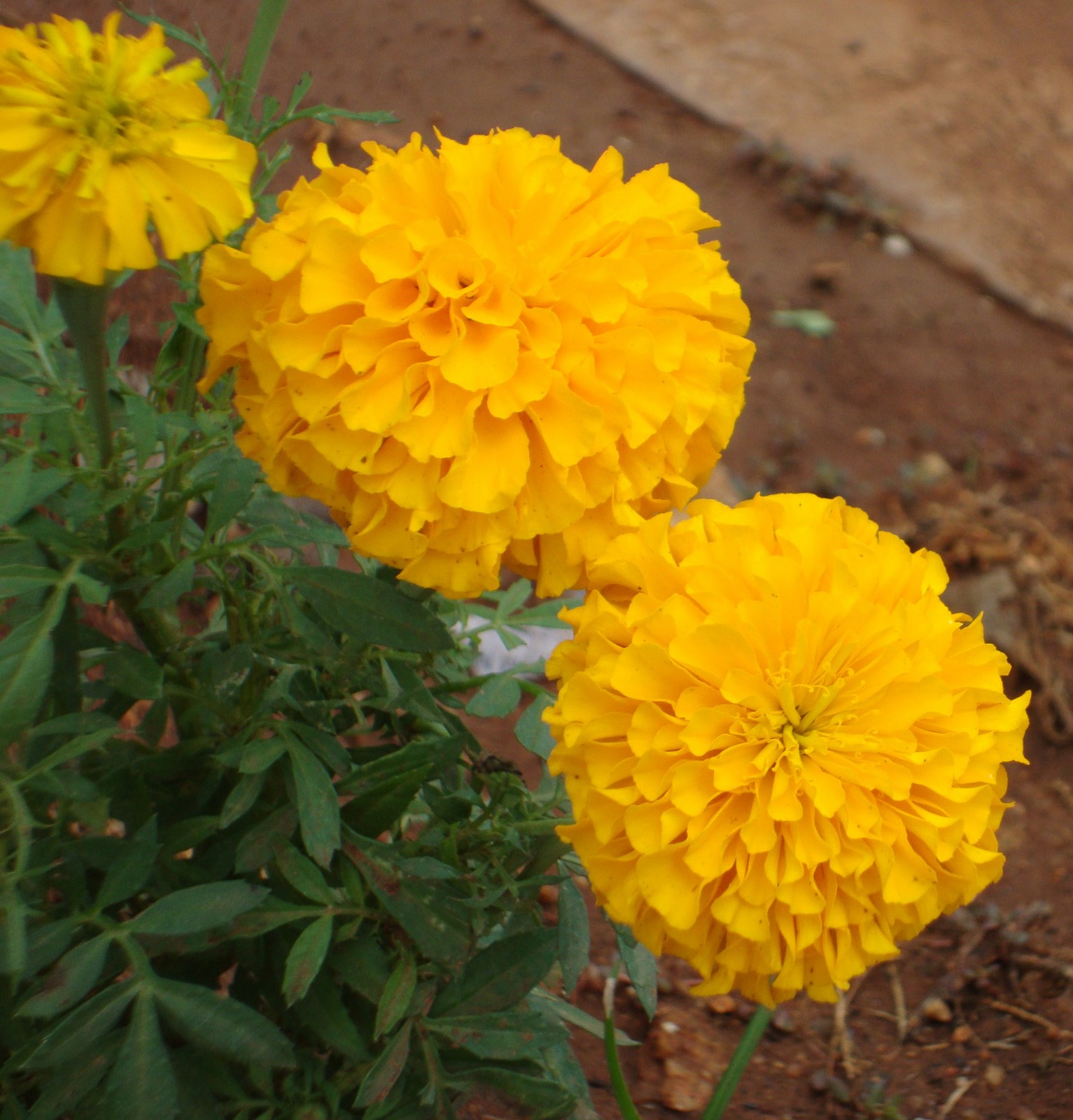 jinxtips Different Types Of Flowers In India With Pictures And Names