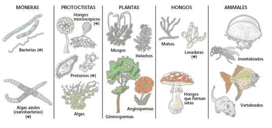 ¿Cómo se clasifica a los seres vivos? Ciencias Naturales 2° BTO