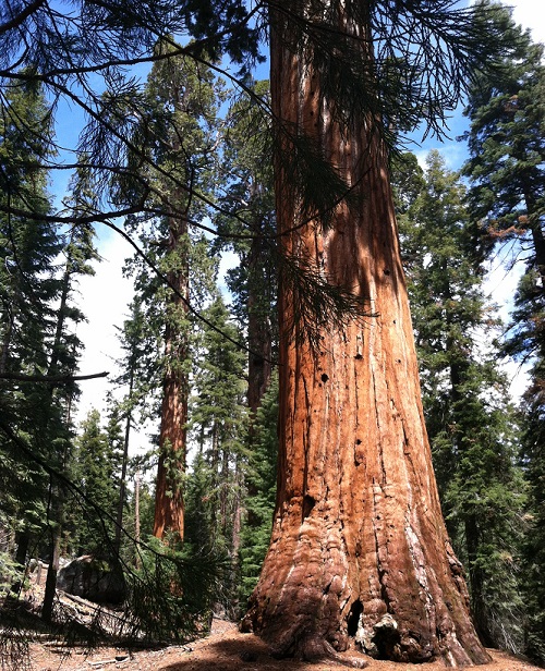 Trees Good for the Good for Your Health RecycleNation