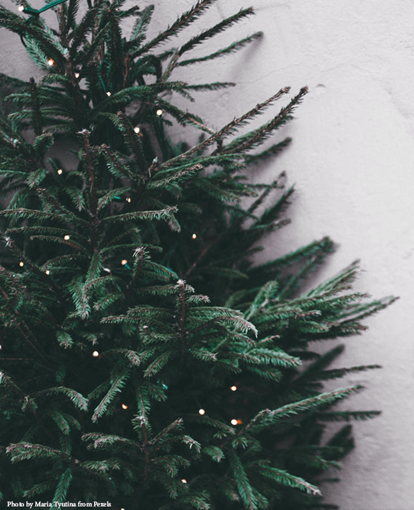 Live Christmas Trees » Recycle This Pittsburgh