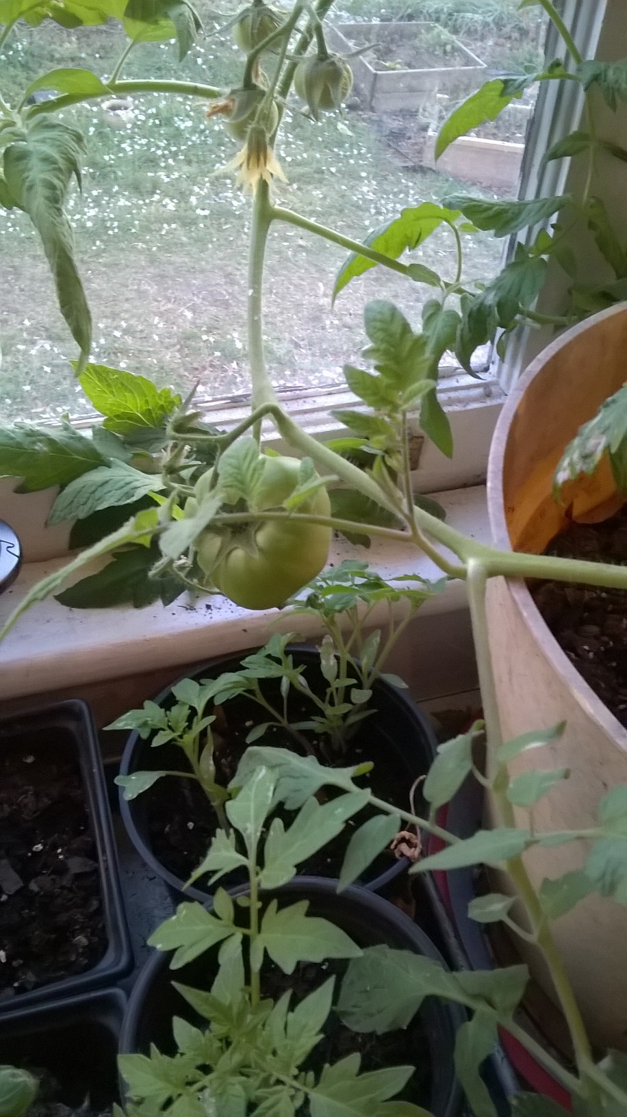 Growing organic heirloom tomatoes nature’s way, Natural recycling of