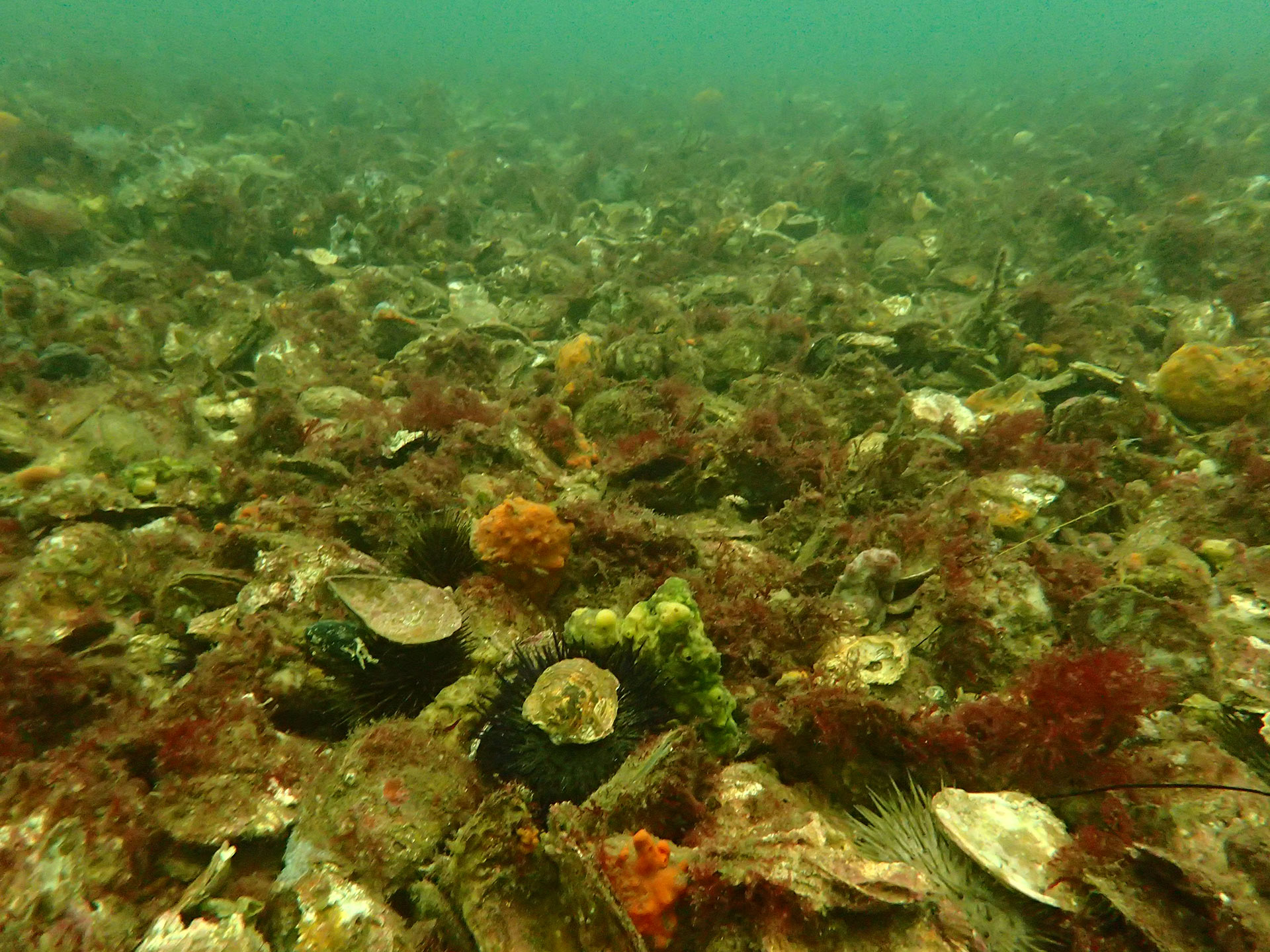 What Is Meaning Of Oyster Bed at Bobby Mccoy blog
