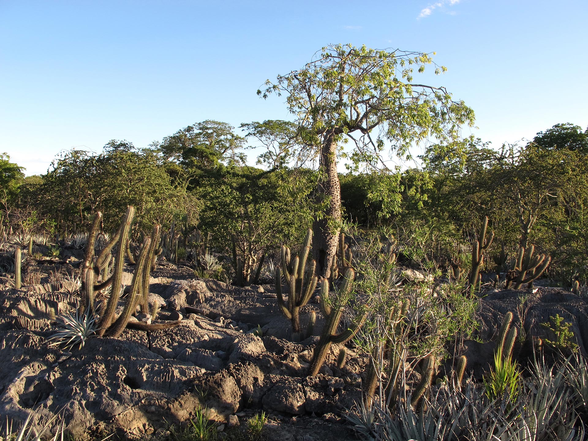 Tropical Dry Forest Trees