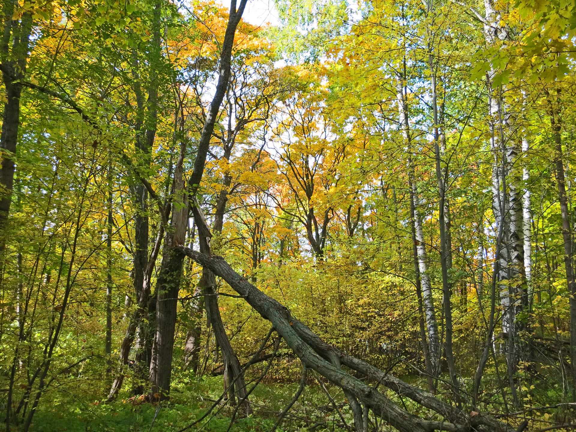 Temperate Deciduous Forest Location