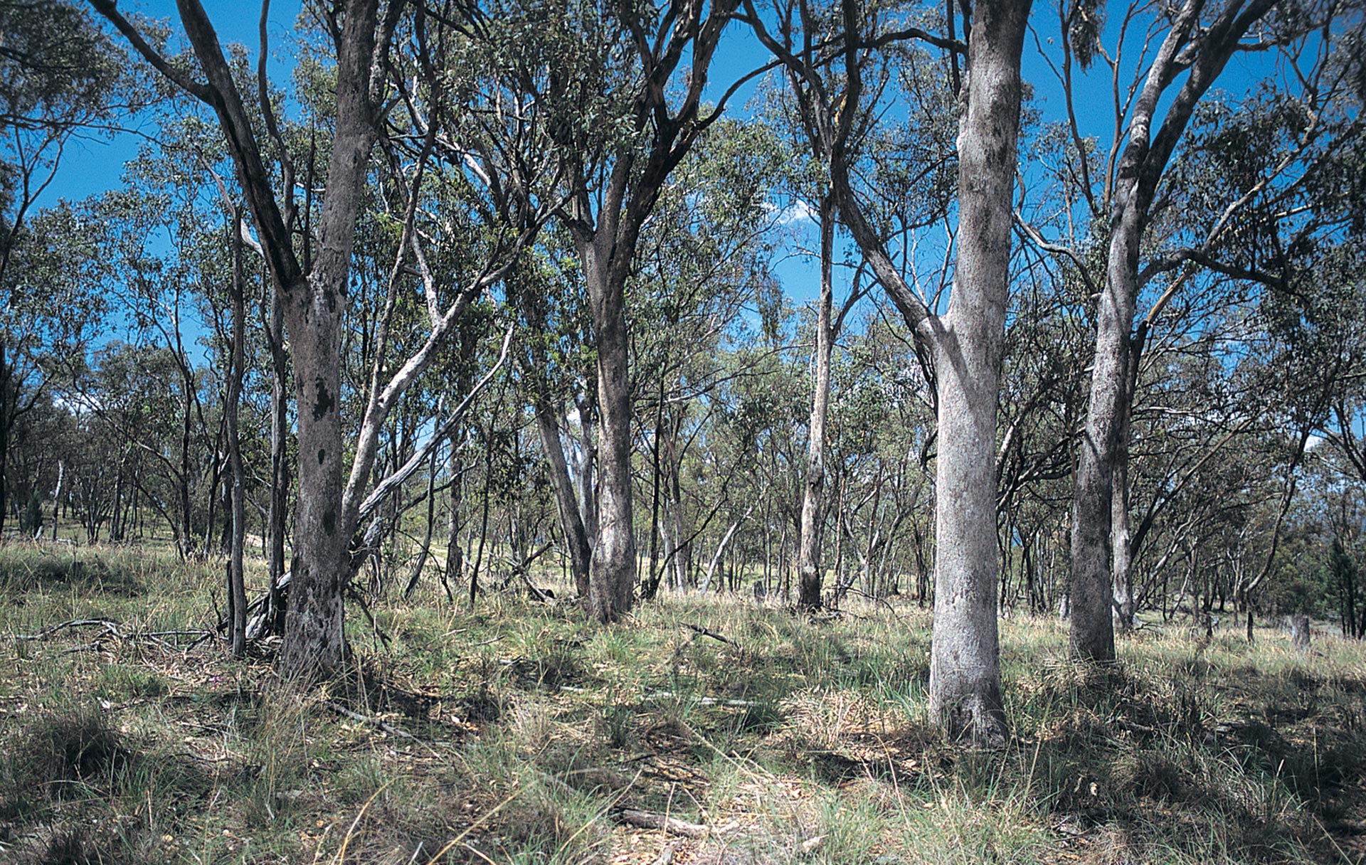 Temperate Woodland Food 