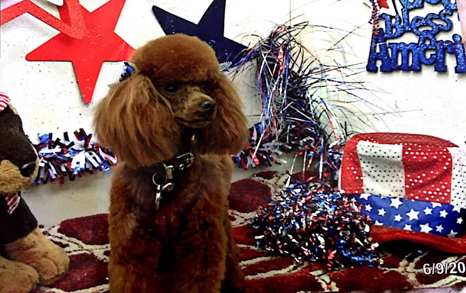 Toy Poodle Breeder & AKC Puppies for Sale Los Angeles CA from Scarlet's