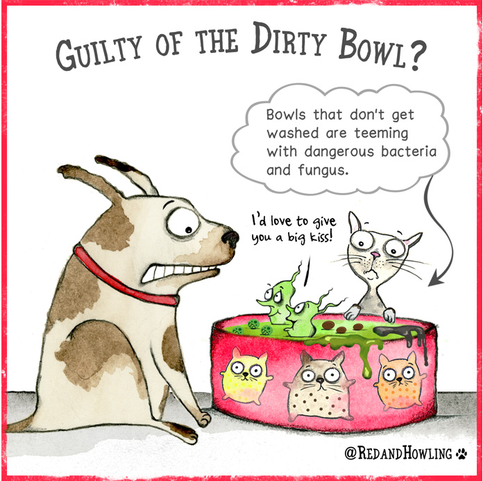 Can Dogs Get Sick From Dirty Bowls