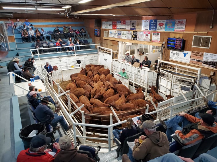 Red Angus Recognizes Livestock Auctions for Creating Advantageous