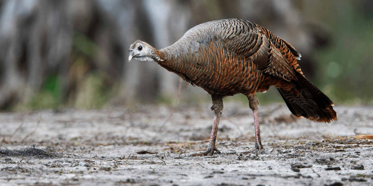 What Is Turkey Season In Florida at Carolyn Dunaway blog