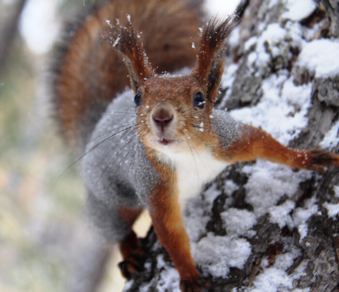 How to Keep Squirrels Out of Your Oklahoma City Area Home