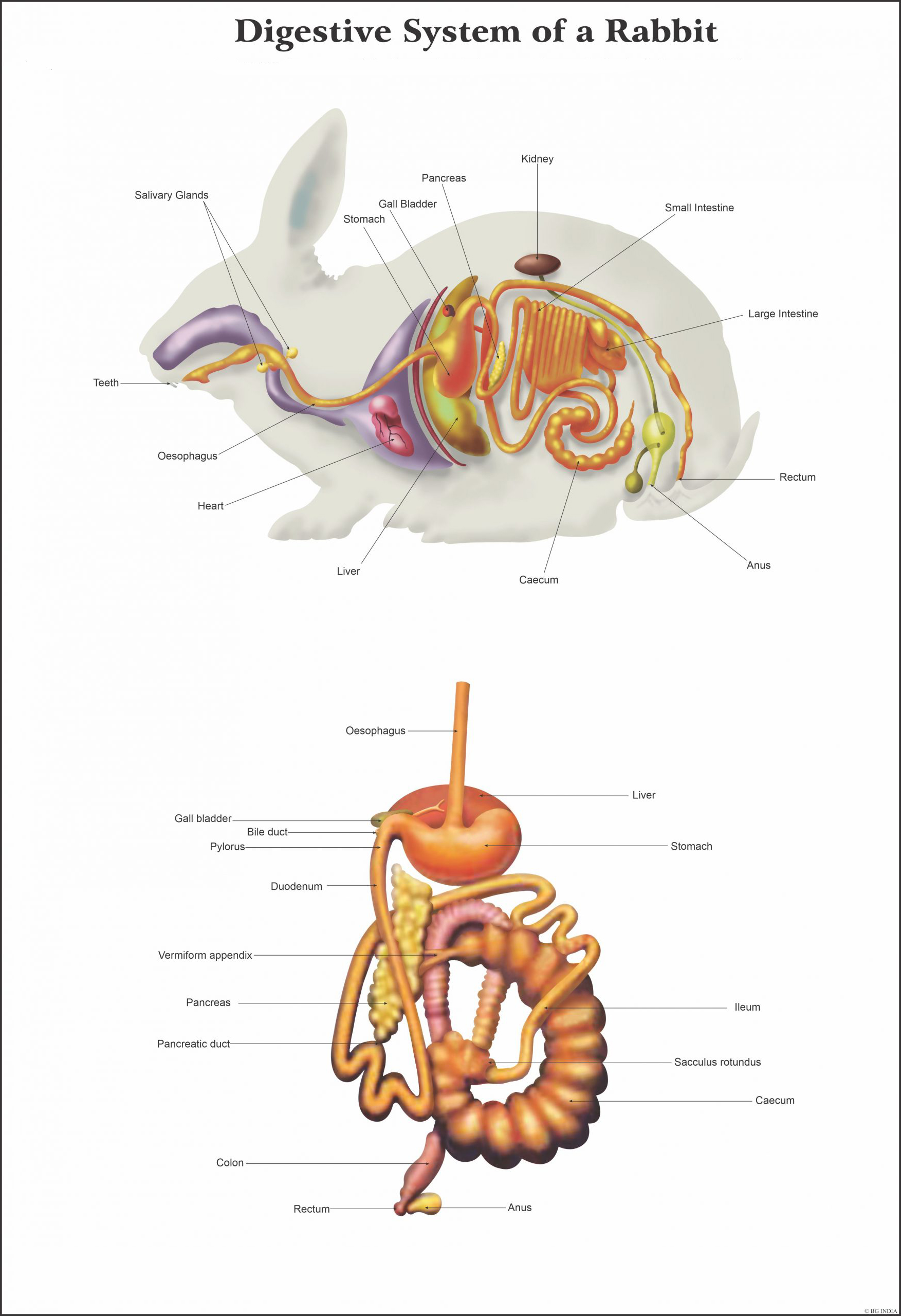 Gastrointestinal Tract Function in Rabbits How it works