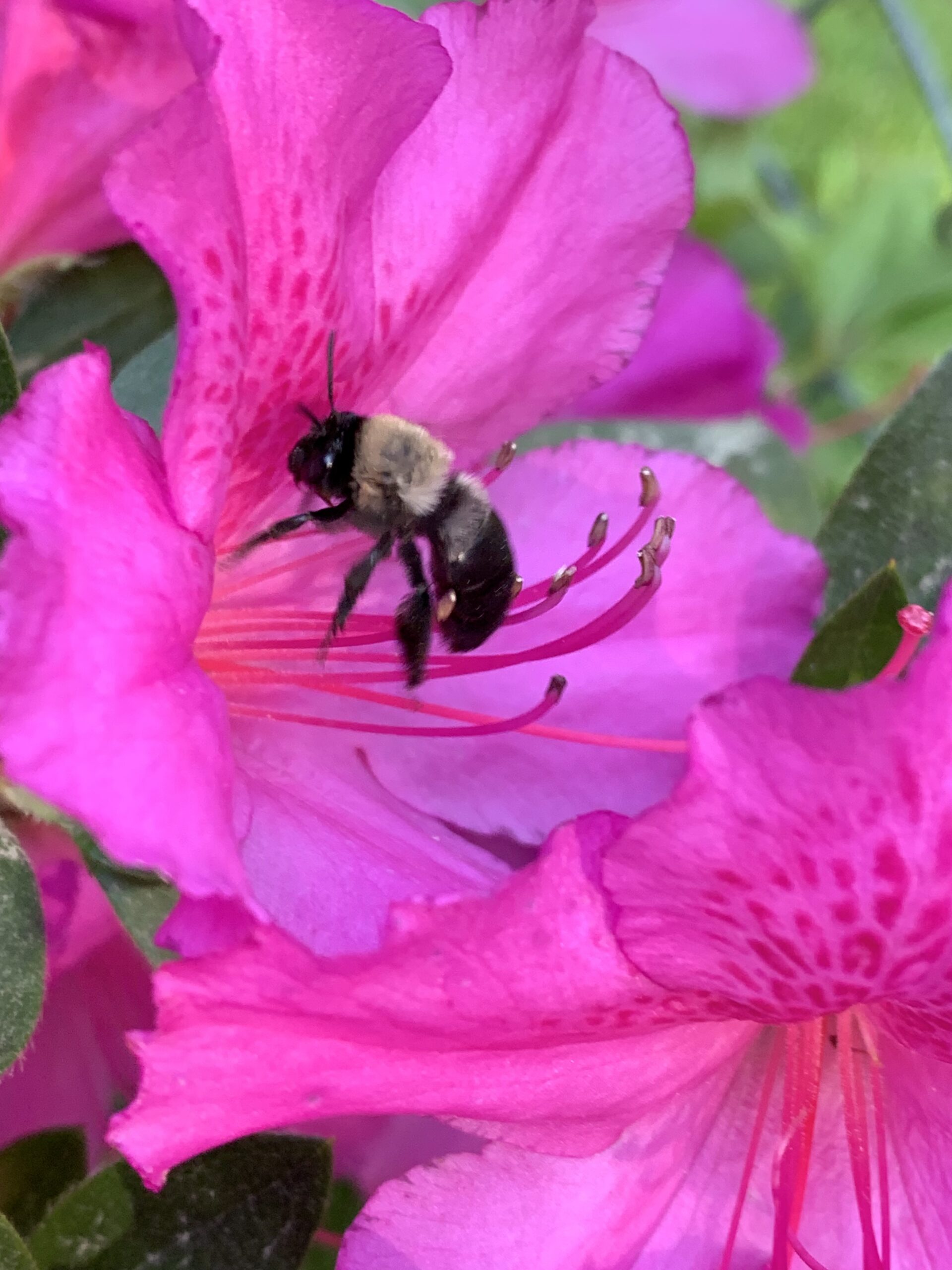 Redbird Cottage Downsizing to Doable