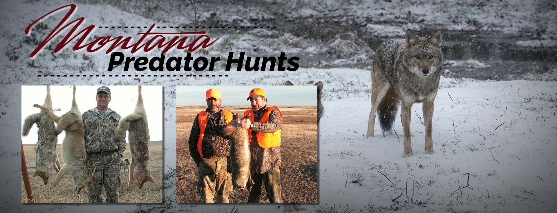 Coyote hunts Coyote hunting guide Predator hunts Coyote hunting