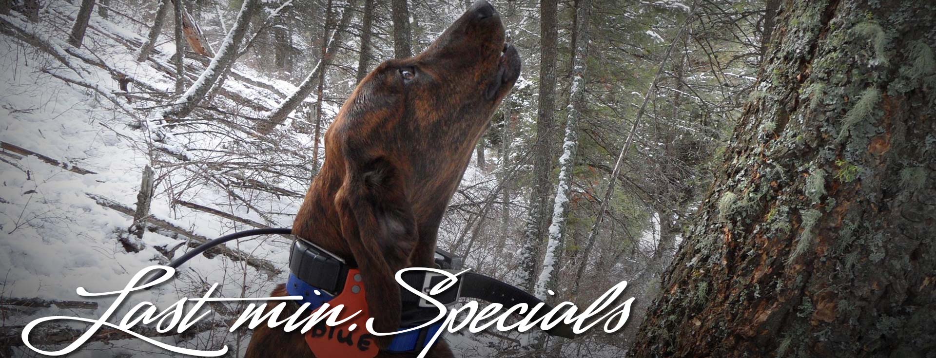 Discounted hunts Hunting Specials Last minute hunt deals