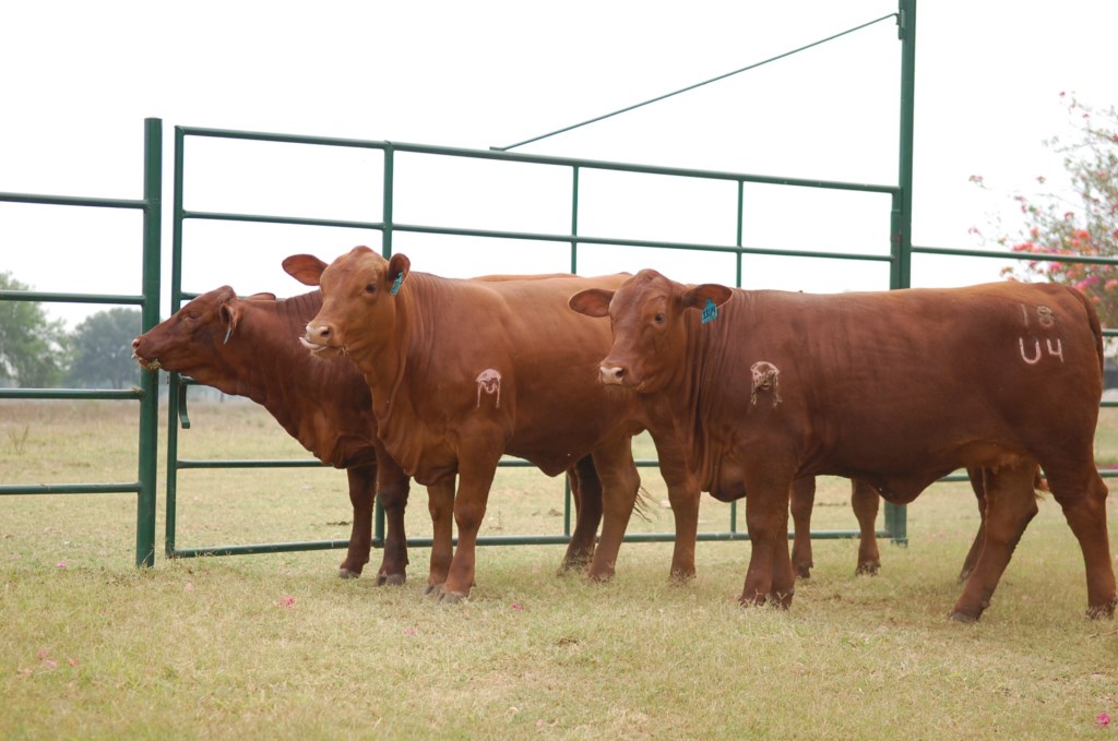 Rancho Los Nogales La Raza Brangus Rojo