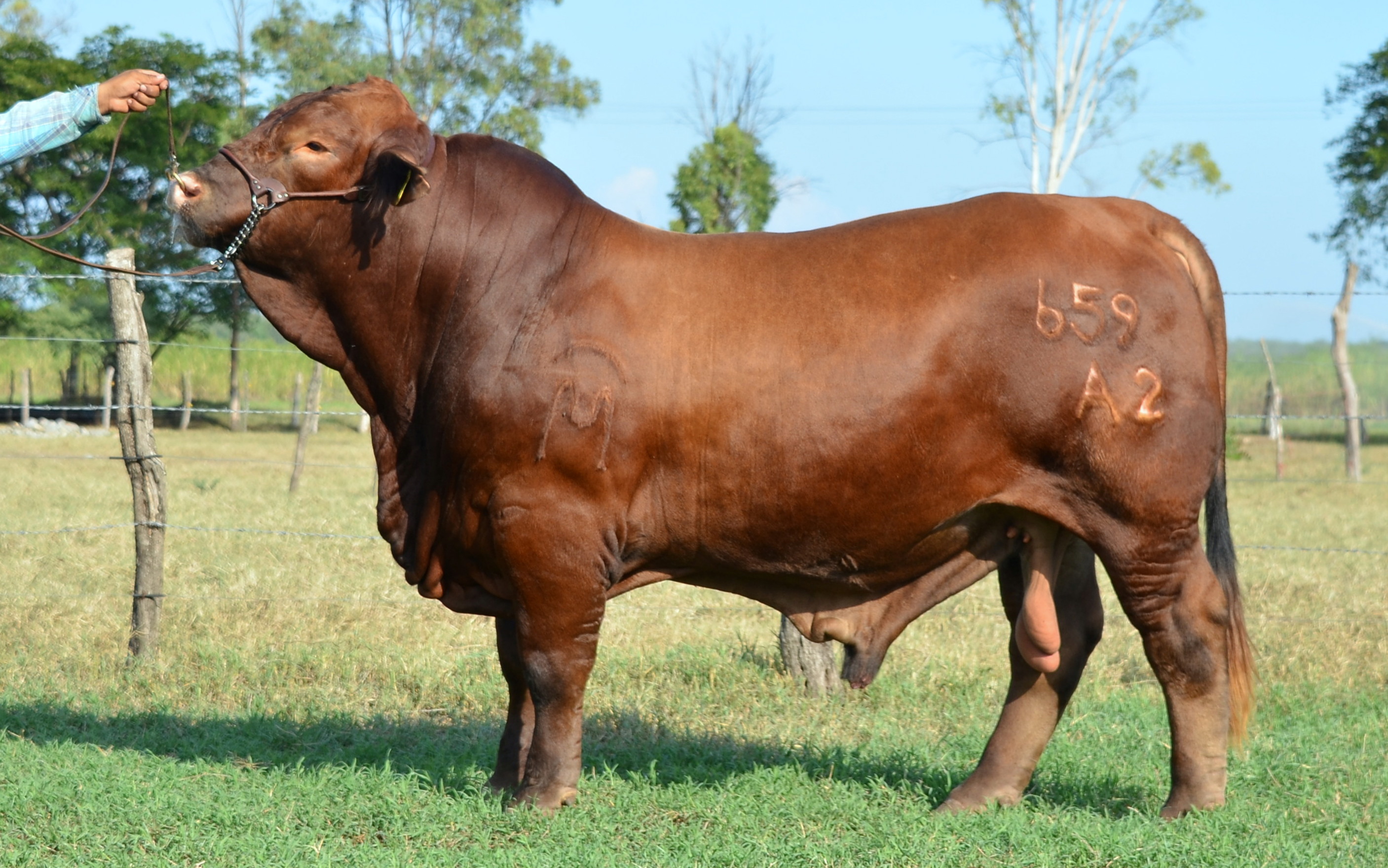 Rancho Los Nogales Ganado en Venta
