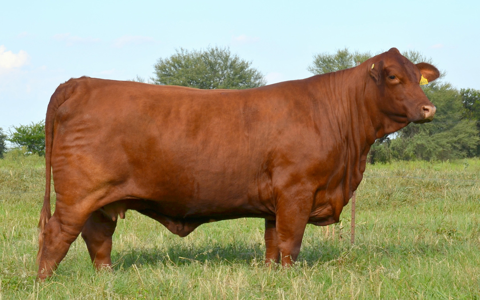 Rancho Los Nogales Ganado en Venta