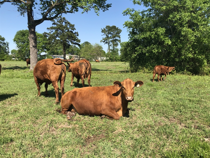 Union Ranch Red Brangus Prized Red Brangus Show Cattle at Union Ranch