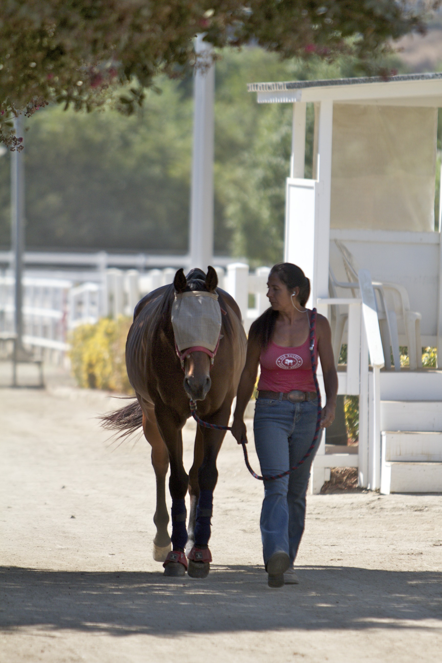 Volunteer Red Bucket Equine Rescue