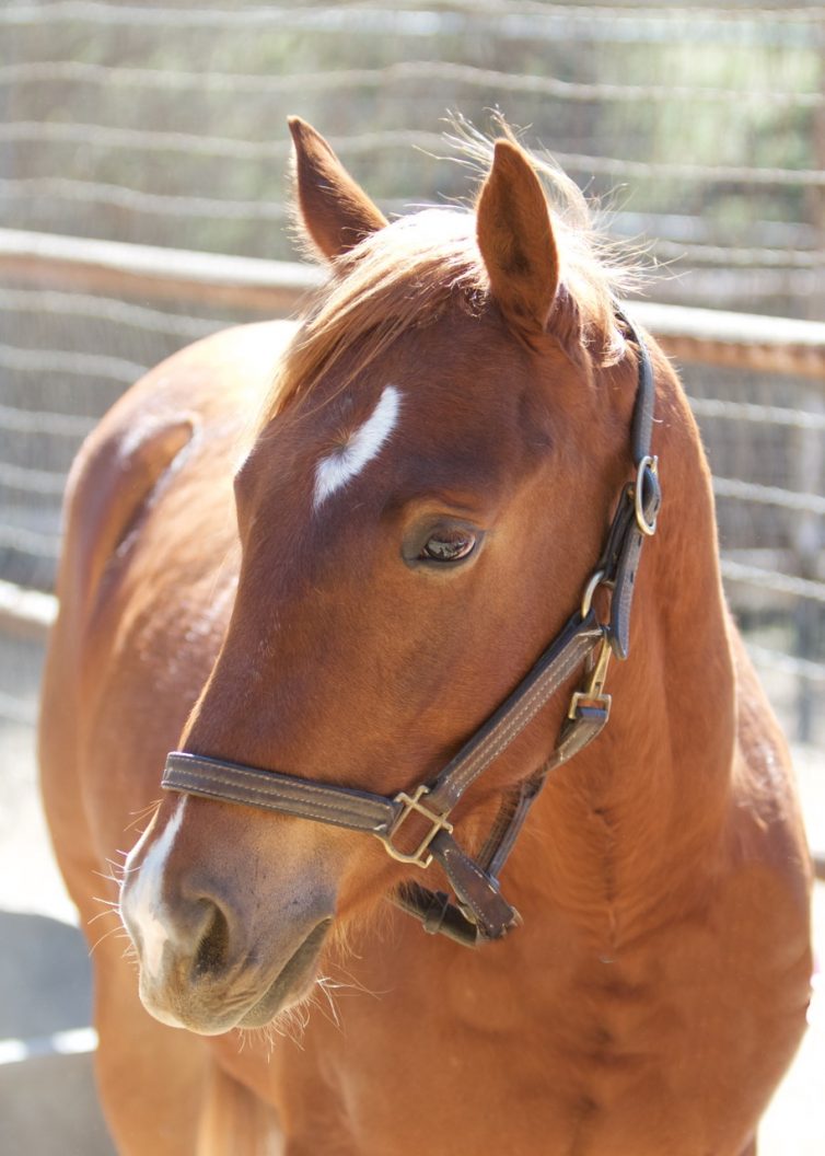 Trese RB Red Bucket Equine Rescue