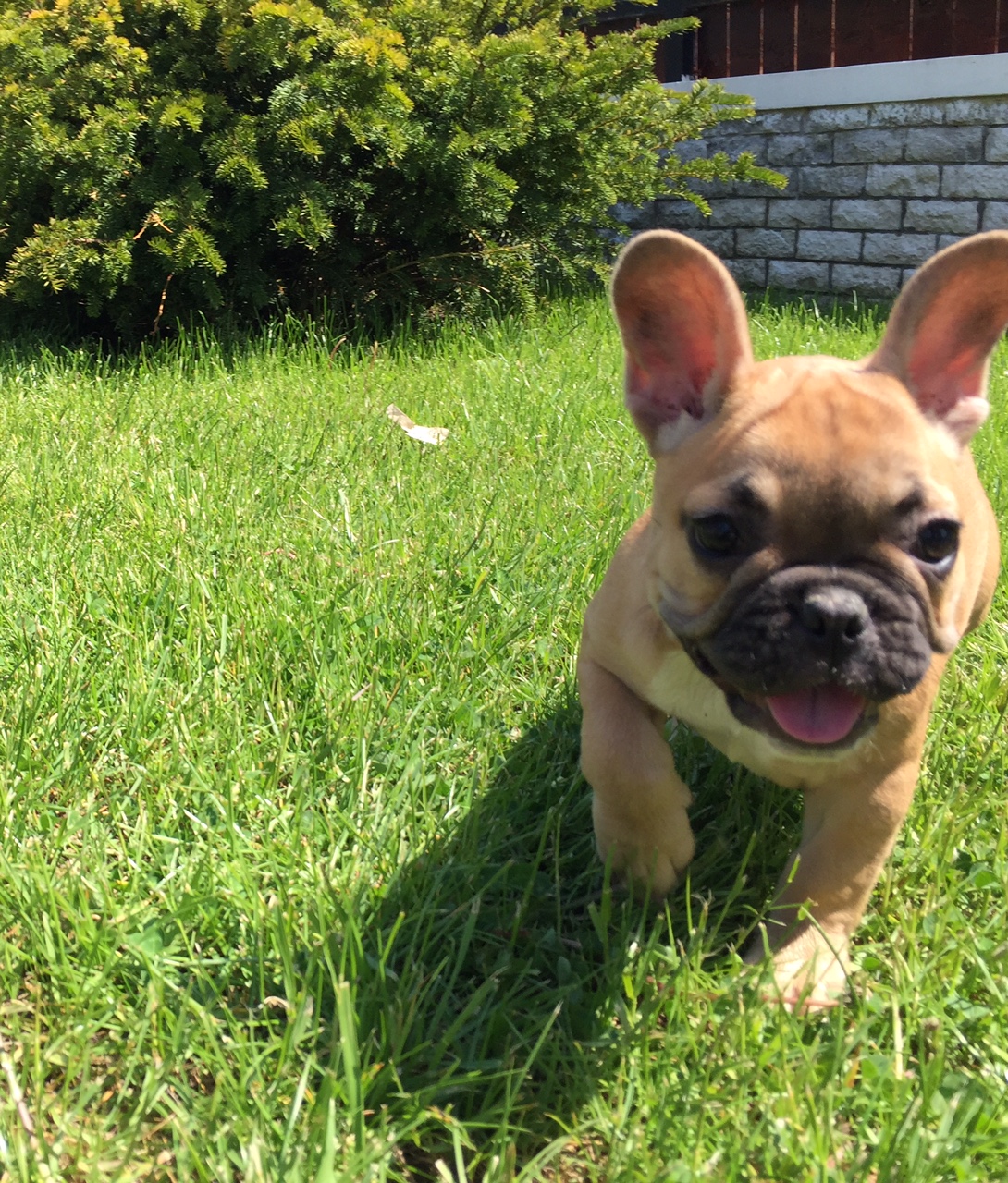 Adopter Chiot type Bouledogue français... Chien