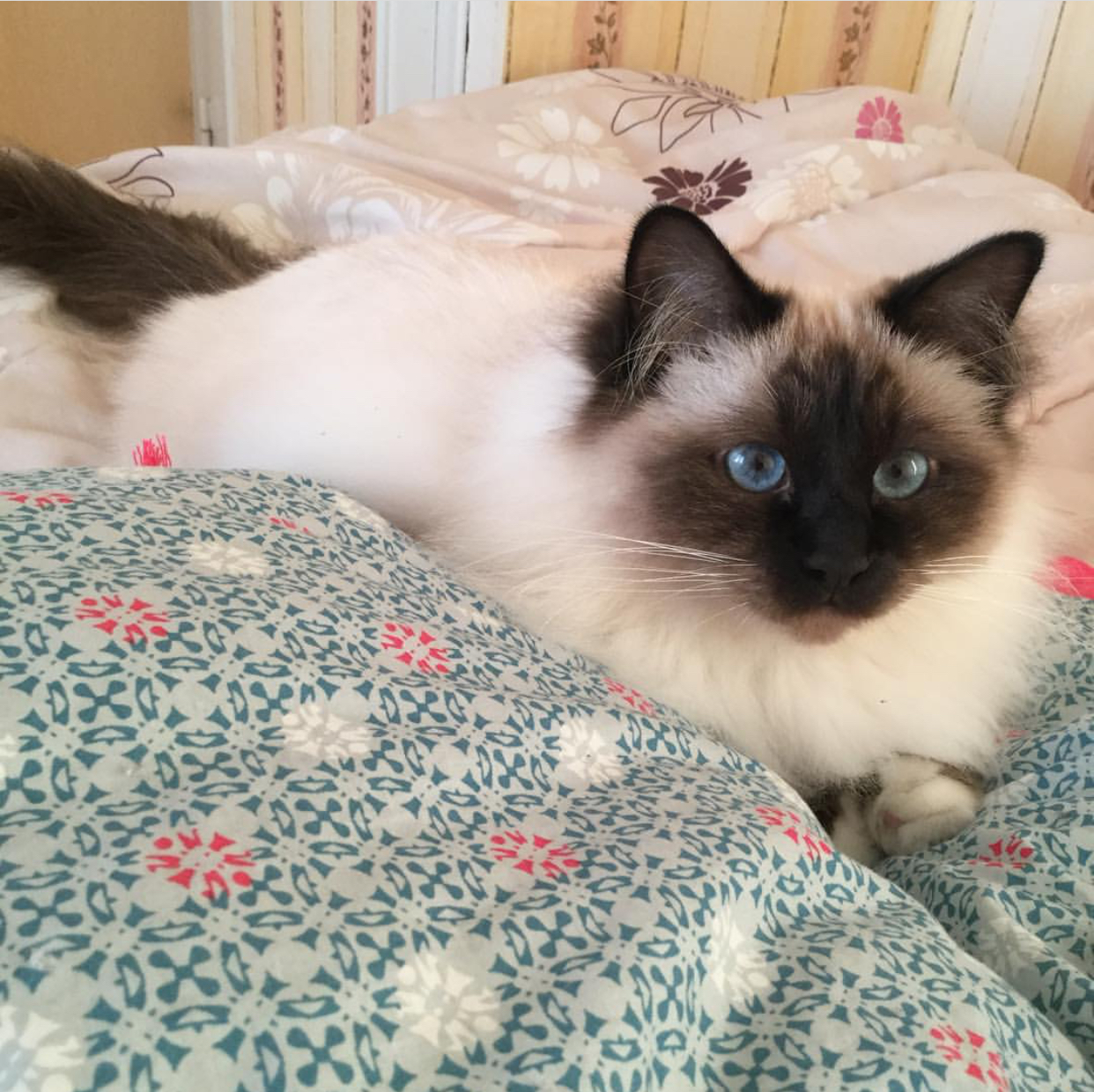 Adopter Adorables chaton sacré de Birm... Chat