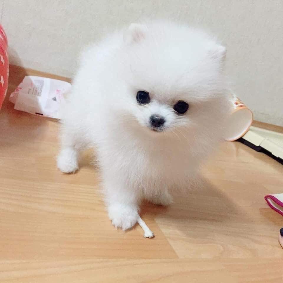 Adopter Adorables chiots spitz nain Chien