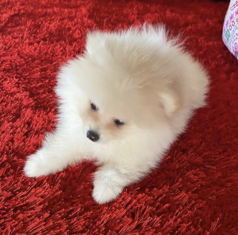 Adopter Adorables chiots Spitz Nain Chien