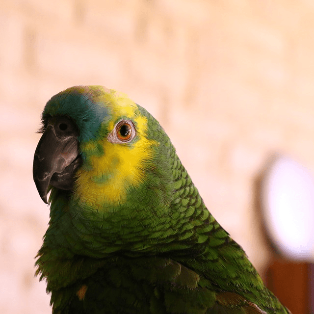 Amazone à front bleu Oiseaux Anipassion