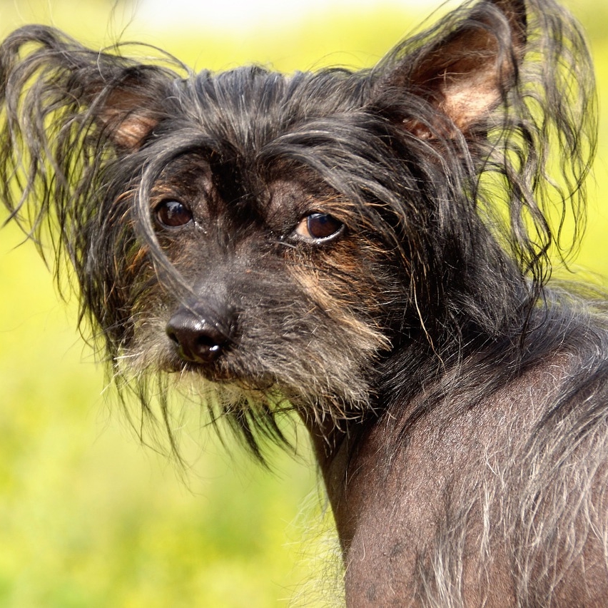 Chien chinois à crête Chiens Anipassion